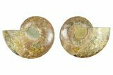 Cut & Polished, Crystal-Filled Ammonite Fossil - Madagascar #282973-1